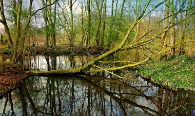 Emergency Roof Repair from fallen trees in Newcastle